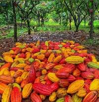 Cocoa Beans