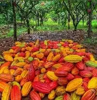 Cocoa Beans