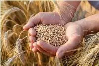 Wheat