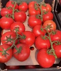Fresh Tomatoes
