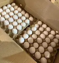 Fresh eggs