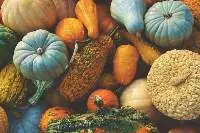 Gourds & Seasonal Produce
