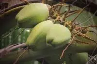 Tender Coconuts