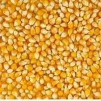 Maize (Corn)