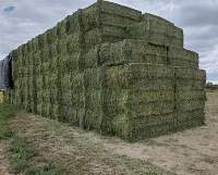 Alfalfa Hay (Lucerne)