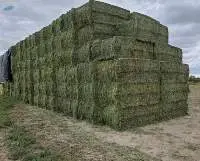 Alfalfa Hay (Lucerne)