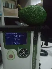 Hass Avocado