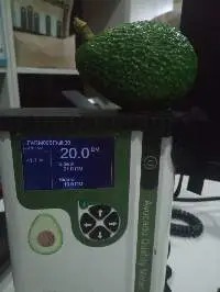 Hass Avocado