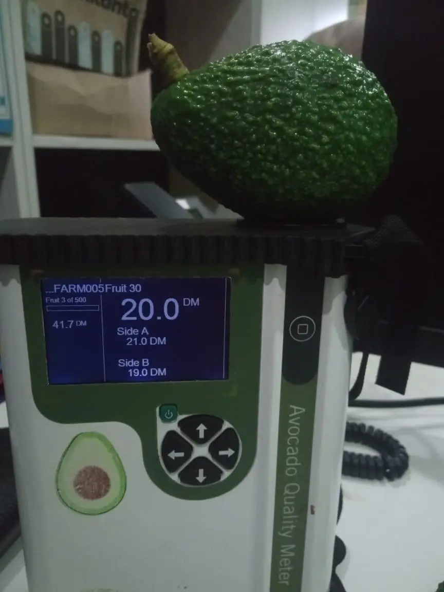 Hass Avocado