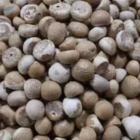 Betel Nuts