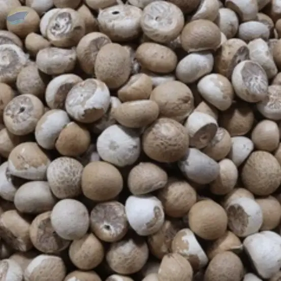 Betel Nuts