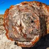 Petrified Woods