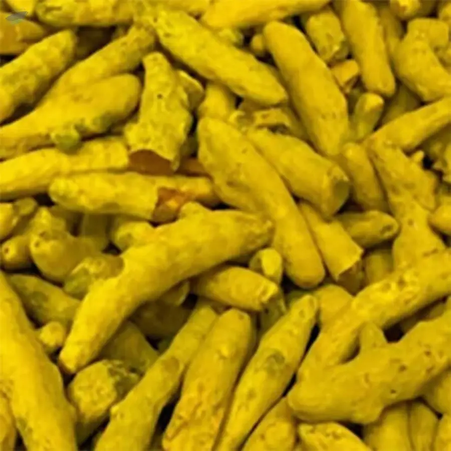 Premium Export Nizamabad Turmeric Finger