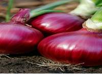 Onion