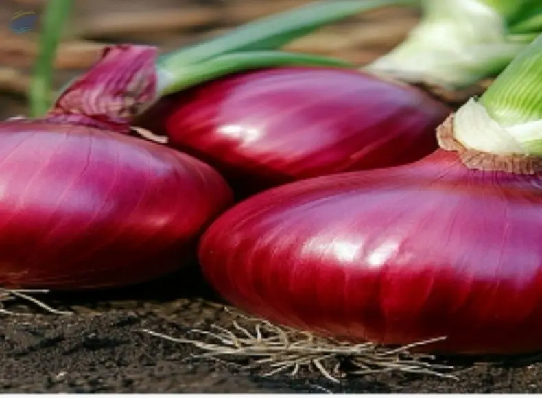 Onion