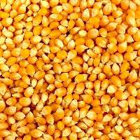 Yellow Maize