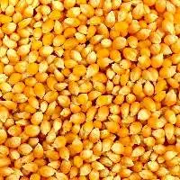 Yellow Maize