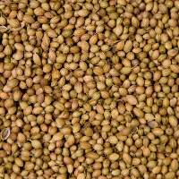 Coriander Seeds