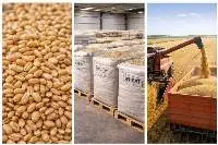 Wheat All Varieties