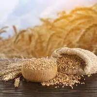 Wheat