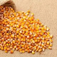 Maize (Corn)
