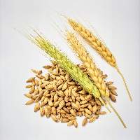 Barley