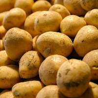 Potato