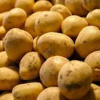 Potato