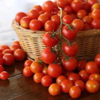 Tomato