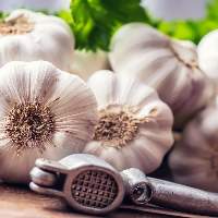 Garlic