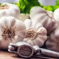 Garlic
