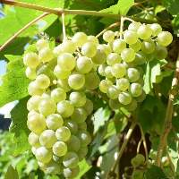 Grapes