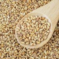 Sesame Seeds
