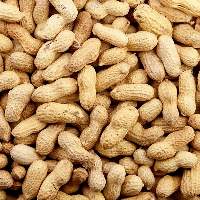 Groundnuts