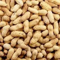 Groundnuts