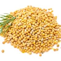 Mustard Seeds