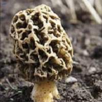 Himalayan Gucchi Mushroom