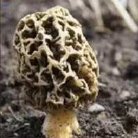 Himalayan Gucchi Mushroom