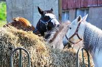 Horse Hay