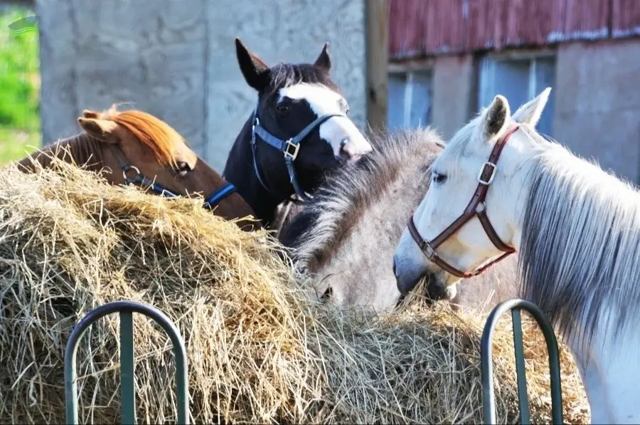 Horse Hay