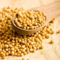 Jansa Seed (Ricinodendron heudelotii)