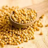 Jansa Seed (Ricinodendron heudelotii)