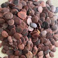 Brachystegia Eurycoma Seeds