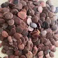 Brachystegia Eurycoma Seeds
