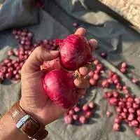 Fresh Red Onion 55mm+