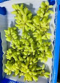 Fresh Indian Grapes (Various Varieties)