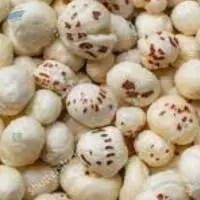 Fox Nut