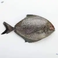 Chilled Black Pomfret