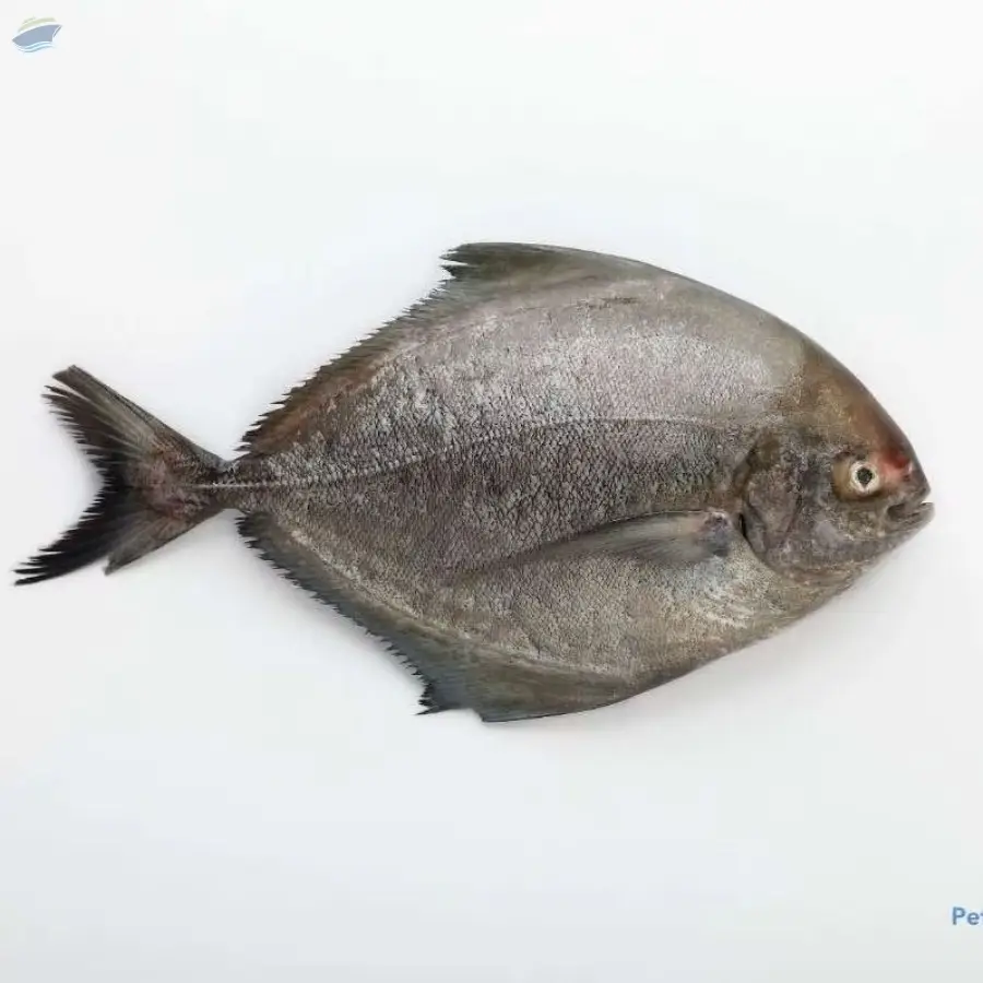 Chilled Black Pomfret