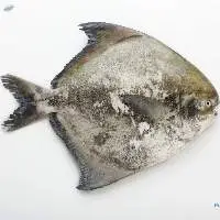 Chilled Chinese Pomfret